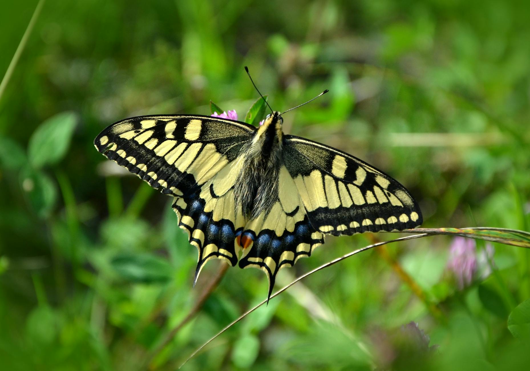 Detailed image of a Swallowtail butterfly on grass with blurred green background.